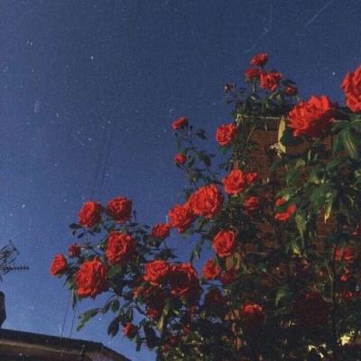猫星人之岛游戏下载
